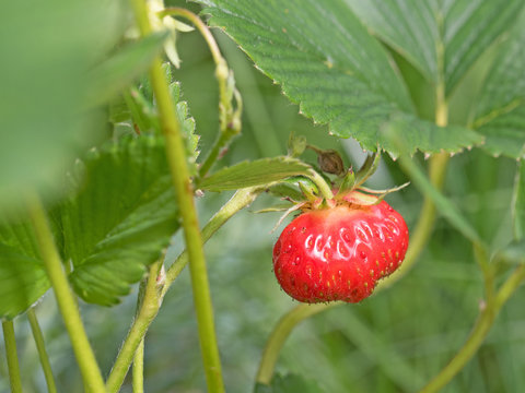 Erdbeere, Fragaria