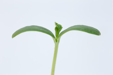 young plant growing
