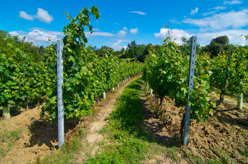Fototapeta na wymiar hill planted with circular vineyard