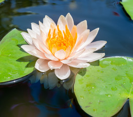 Lotus flower and Lotus flower plants