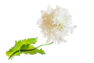 poppy flower isolated