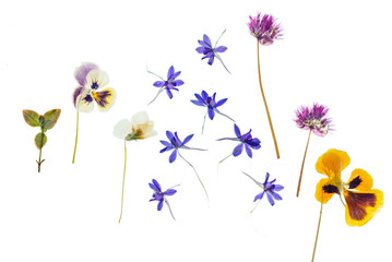 summer flowers isolated
