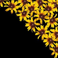 Delicate floral background. Yellow rudbeckia 