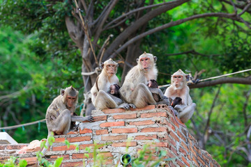 Obraz premium Monkey family is sitting on the wall