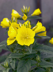 evening primrose flower garden flowers in the flower bed, bud Be