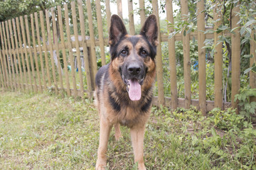 Dog german shepherd in village in summer day
