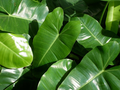 Fototapeta big green leaves tropical pattern background in thailand