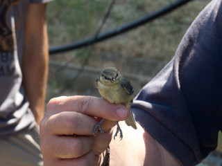 Little bird being held