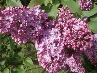 Purple lilac bush