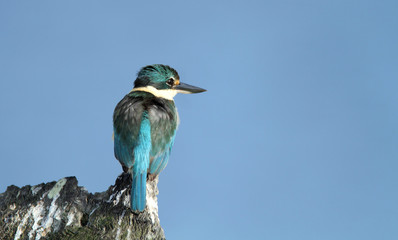 Sacred Kingfisher perched on a stump with blue sky background and copy space
