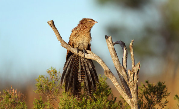 An Australian pheasant coucal perched on a tree branch with blue sky and foliage background.