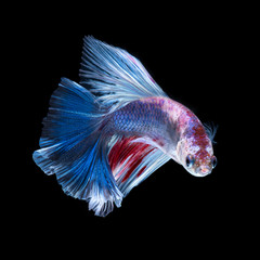 Betta fish. Capture the moving moment of red-blue siamese fighti