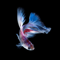 Fototapeta premium Betta fish. Capture the moving moment of red-blue siamese fighti