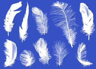 ten feathers isolated on blue background