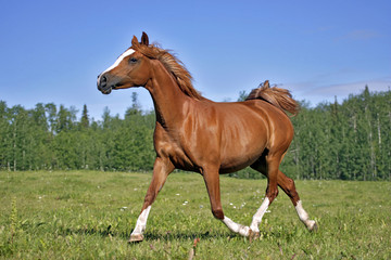 Chestnut Mare cantering in meadow 