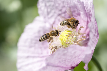 Westliche Honigbiene beim Pollensammeln auf rosa Mohn