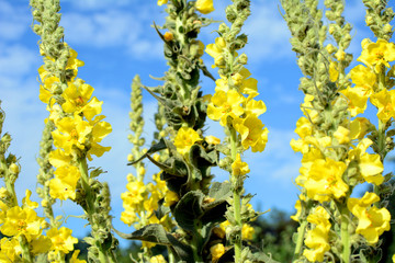 Mullein flowers background (Verbascum densiflorum)