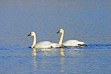 Pair of Tundra Swan swimming in northern lake
