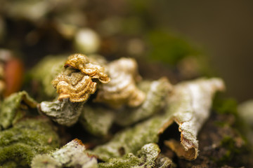 Lichens on a tree