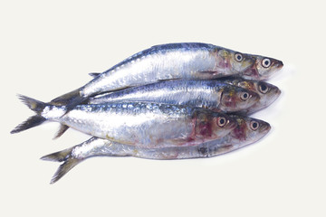fish, sardines isolated
