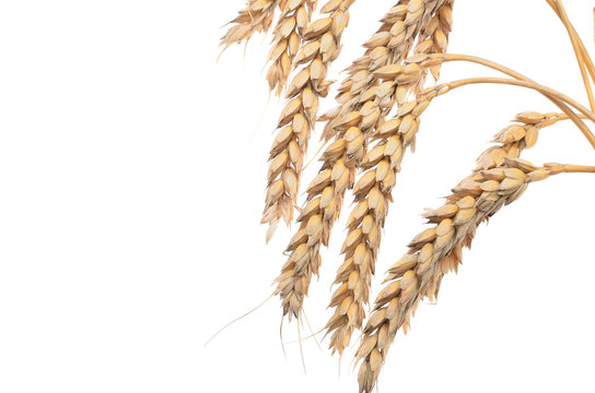 ears of ripe wheat on a white background. Concept of success. Th