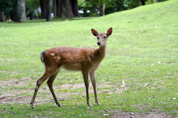 Naklejka na ściany i meble Sika Deer (Cervus nippon) at Nara. Japan