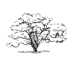 Hand drawn tree
