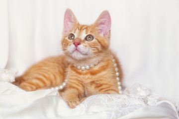 Fototapeta na wymiar cute ginger kitten with pearl and rose petals