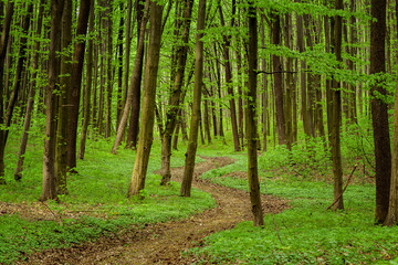 spring forest trees