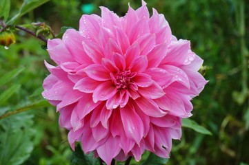 Pink dahlia flower