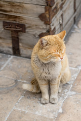 Obraz premium manner british shorthair cat breed