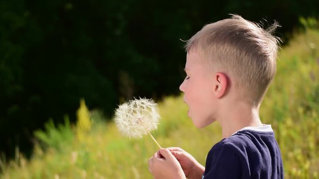 The little boy blow on a big dandelion
