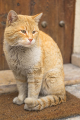manner british shorthair cat breed