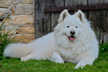 Chien Blanc à Poil Long Samoyède Buy This Stock Photo And