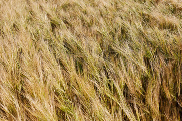 Wheat field. Ears of golden  close up