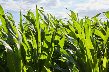 Stalks of corn