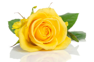 Obraz premium beautiful yellow rose isolated on white background