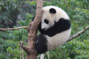 Fototapeta premium Panda