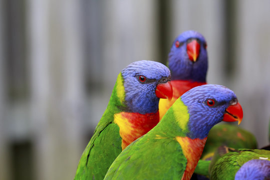 Rainbow Lorikeet