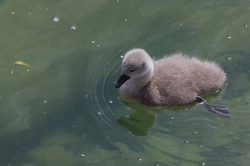 Babyschwan schwimmt im Bodensee