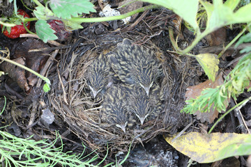 Baby birds of a bluethroat in a nest in the summer