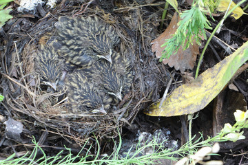 Baby birds of a bluethroat in a nest in the summer