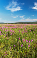 Summer Landscape with a field of blooming fireweed or willow-herb