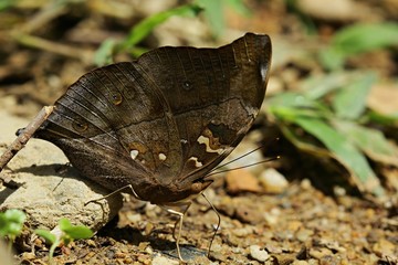 Butterfly, Autumn Leaf : Doleschallia bisaltide