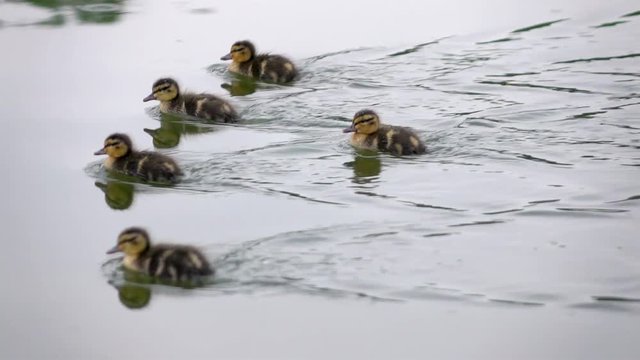 Newborn ducklings swimming on the pond and looking for food. Awesome closeup wild nature scene with very small animals in slow motion. Full HD footage 1920x1080
