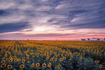 Champ de tournesols au coucher du soleil. Filtre appliqué.