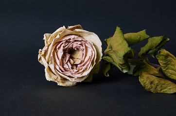 Dried rose flower on black background. Close up of withered rose. 