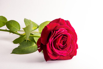red rose on a white background closeup