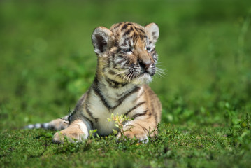 Fototapeta premium adorable amur tiger cub portrait outdoors