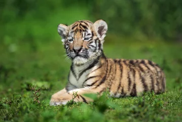 Papier Peint photo Lavable Tigre adorable petit tigre de l& 39 amour posant sur l& 39 herbe